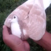 فروش فوری امری زرد ماده