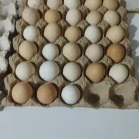تخم مرغ محلی تازه