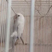 پرنده کوتوله ال‌نینو ماده
