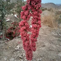 ،۵۰۰کیلو زرشک اناری  خوشرنگ کارتنی نقدی