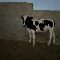 گوساله نر