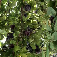 باغ-در-شبستر-وایقان-900متر