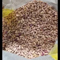 لوبیا چیتی محلی تازه