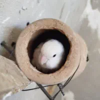 برزیلی مولد|پرنده|قروه, |دیوار