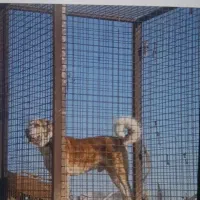 سگ الابای جوان