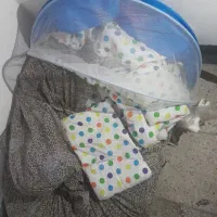 گهواره نو وزیبا