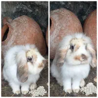 فروش انواع خرگوش ها