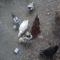 مرغ خروس لهستانی پاپر|پرنده|رودبار, |دیوار