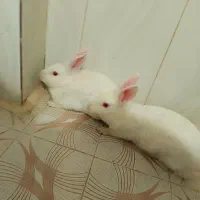 یک جفت خرگوش