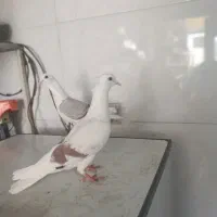 ماده نباتی ماده خطی
