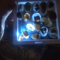 شجر|جواهرات|ری, دولت‌آباد|دیوار