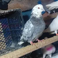 کبوتر پرشی|پرنده|آستانه اشرفیه, |دیوار