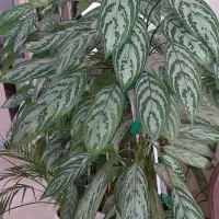 خراح گلدون به علت جا به جایی