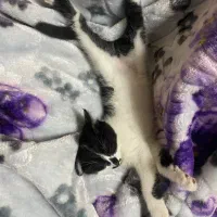 واگذاری گربه