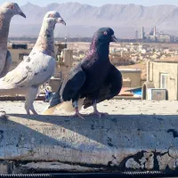 کبوتر سرور دورگ. کله سفید. خوشرنگ. چپ خوشرنگ هوایی