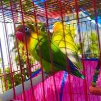 یک جفت طوطی برزیلی سالم