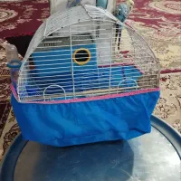 فروش مرغ عشق