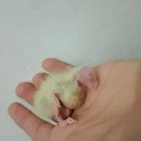 عروس هلندی رو جوجه|پرنده|سبزوار, فرهنگیان|دیوار