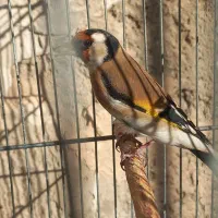 سهره نر تازه مست