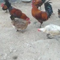 خروس عربی