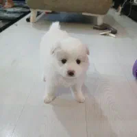 توله‌های خاص پامر پامرین عروسکی (کیفیت عالی)