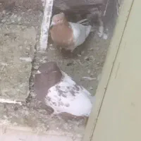 کفتر کله ای