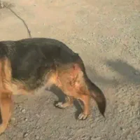 ماده ژرمن اصیل با ۷ عدد توله تازه متولد شده