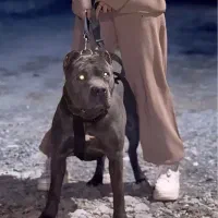 سگ امریکن بولی سیلور اموزش دیده