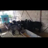بره نر