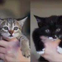 سرپرستی دوتا بچه گربه ( نر وماده )