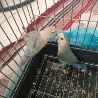 یک جفت طوطی کوتوله بریزیلی رنگ خاص