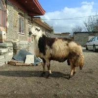 قوچ خال سیاه