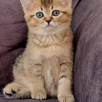 بچه گربه بریتیش