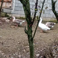 قوغاز|حیوانات مزرعه|آستانه اشرفیه, |دیوار