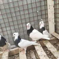 کبوتر طوقی|پرنده|کرمان, |دیوار
