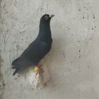 پرشی|پرنده|اسفرورین, |دیوار