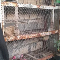 قفس|لوازم جانبی حیوانات|بندرعباس, |دیوار