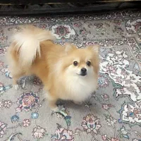 پامرین ماده|سگ|کرج, شهرک جهاننما|دیوار