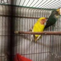 فروش کوتوله برزیلی