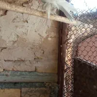 کبوتر زینتی|پرنده|اصفهان, سپاهان‌شهر|دیوار