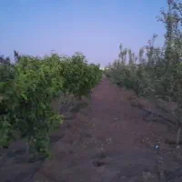 باغ ۳۵۰۰ متر بنا دار سند تک برگ درخت بارده ۶ ساله|فروش خانه و ویلا|شهریار, شهرک شاهد|دیوار