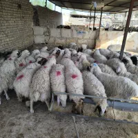 عرضه بهترین گوسفند زنده نرینه گوشتی قلم آبی سالم