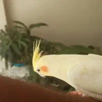 لوتینو مولد|پرنده|خمینی‌شهر, |دیوار