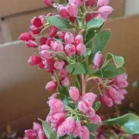 زرشک خیس وتازه