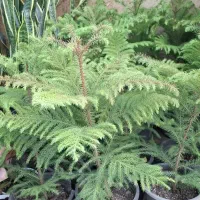 یه عالمه گل و گیاه