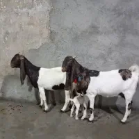 ۲ بز گلابی وکاموری اصل|حیوانات مزرعه|بروجرد, |دیوار