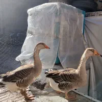 دوعدد ماده قوغاز تخم گزار