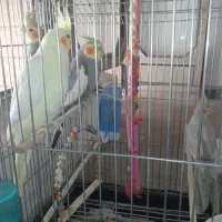 عروس هلندی