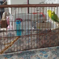 جفت مرغ عشق یک ساله