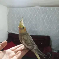 جوجه عروس هلندی
